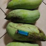 KOMUNITI MADANI KG BATU PAYUNG Profile Picture
